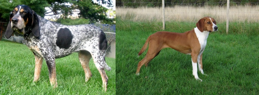 Hygenhund vs Griffon Bleu de Gascogne - Breed Comparison