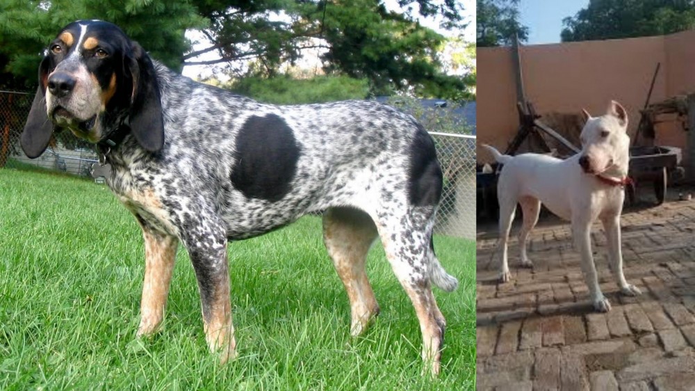 Indian Bull Terrier vs Griffon Bleu de Gascogne - Breed Comparison