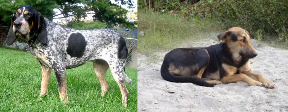 Indian Pariah Dog vs Griffon Bleu de Gascogne - Breed Comparison