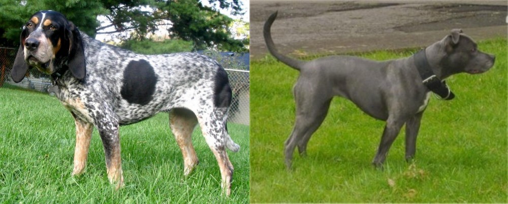 Irish Bull Terrier vs Griffon Bleu de Gascogne - Breed Comparison