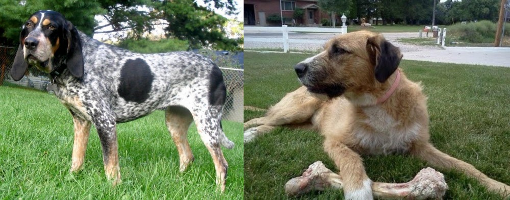 Irish Mastiff Hound vs Griffon Bleu de Gascogne - Breed Comparison