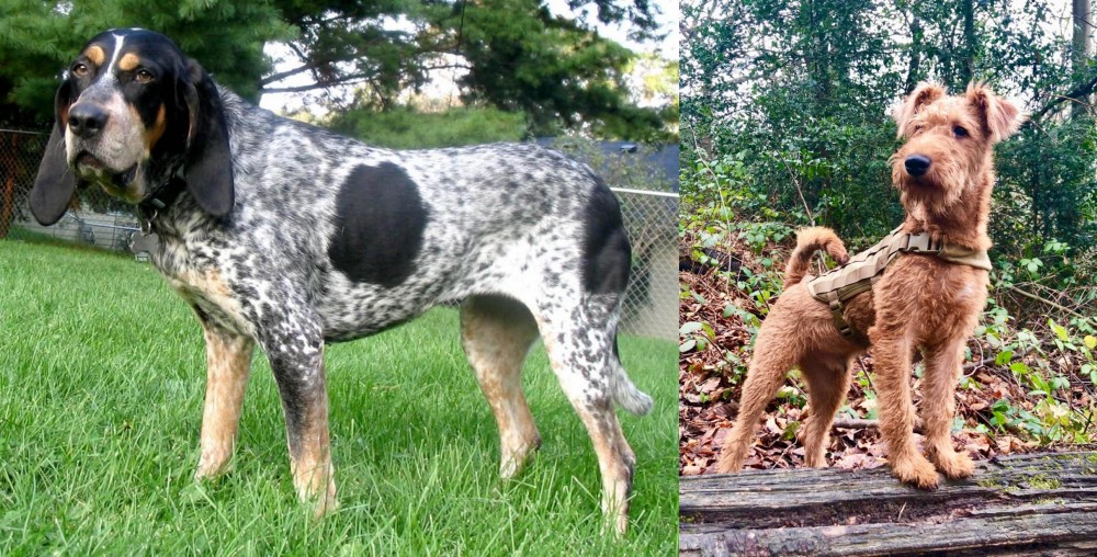 Irish Terrier vs Griffon Bleu de Gascogne - Breed Comparison