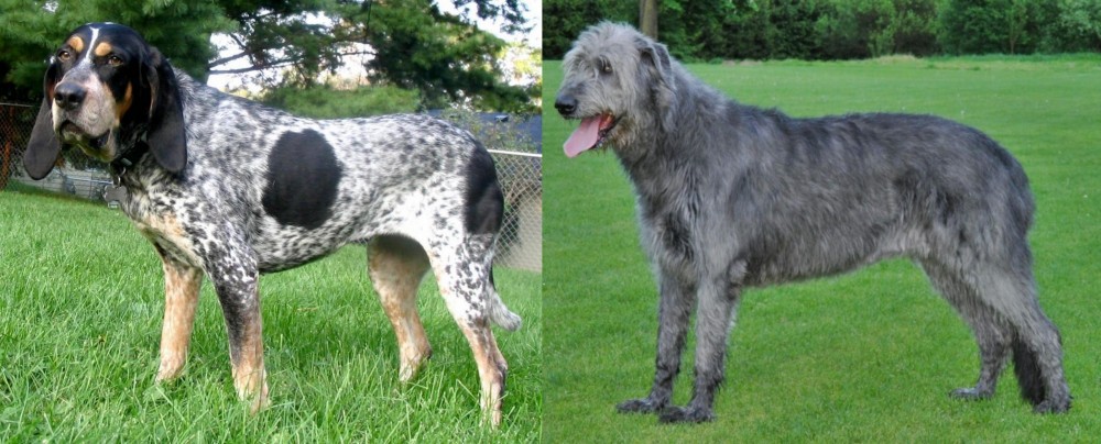 Irish Wolfhound vs Griffon Bleu de Gascogne - Breed Comparison