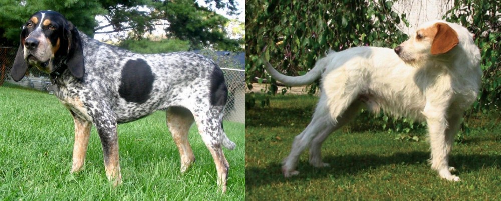 Istarski Ostrodlaki Gonic vs Griffon Bleu de Gascogne - Breed Comparison