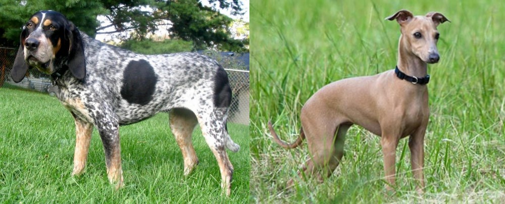 Italian Greyhound vs Griffon Bleu de Gascogne - Breed Comparison