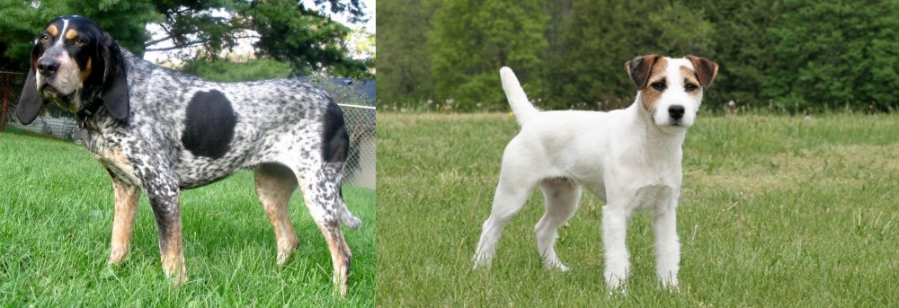 Jack Russell Terrier vs Griffon Bleu de Gascogne - Breed Comparison