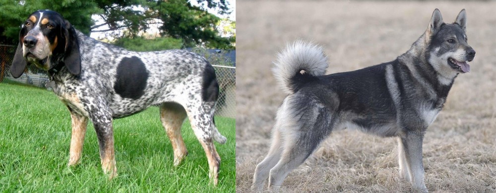 Jamthund vs Griffon Bleu de Gascogne - Breed Comparison