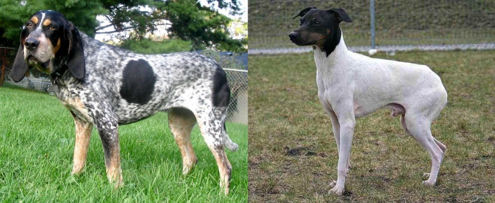 Japanese Terrier vs Griffon Bleu de Gascogne - Breed Comparison