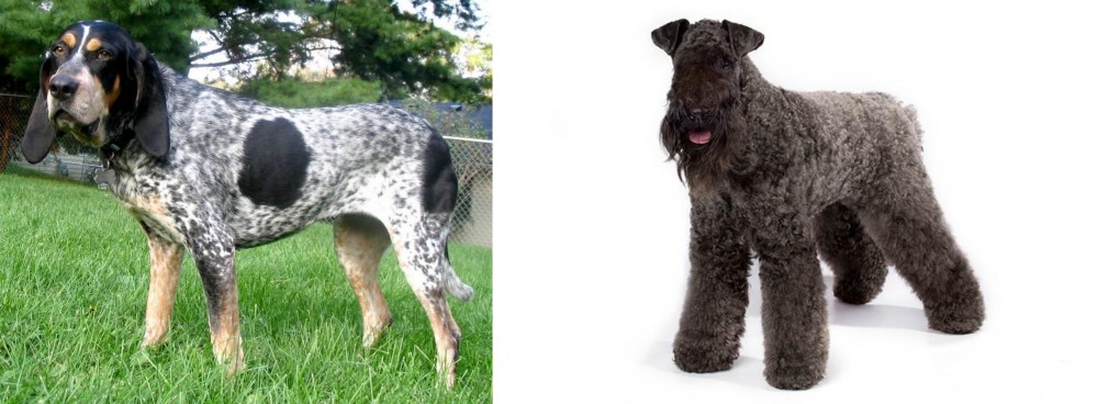 Kerry Blue Terrier vs Griffon Bleu de Gascogne - Breed Comparison