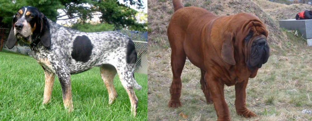 Korean Mastiff vs Griffon Bleu de Gascogne - Breed Comparison