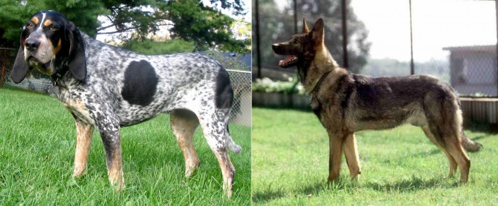 Kunming Dog vs Griffon Bleu de Gascogne - Breed Comparison