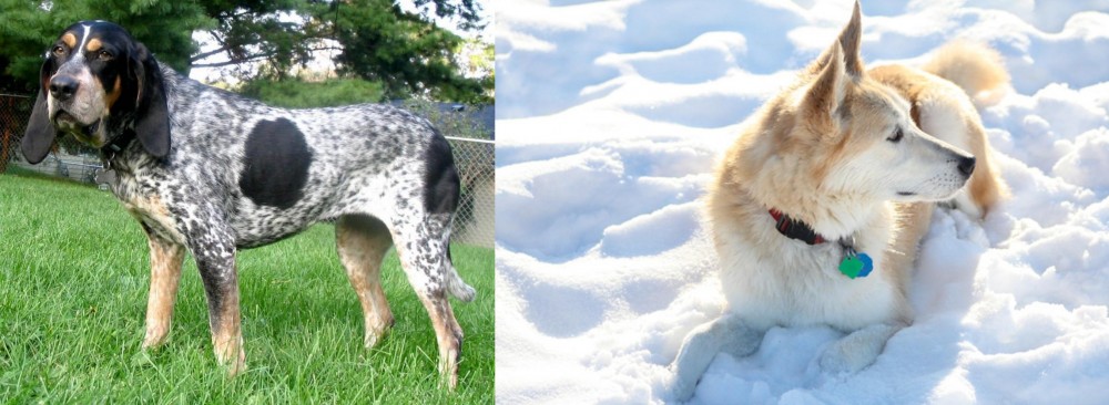 Labrador Husky vs Griffon Bleu de Gascogne - Breed Comparison