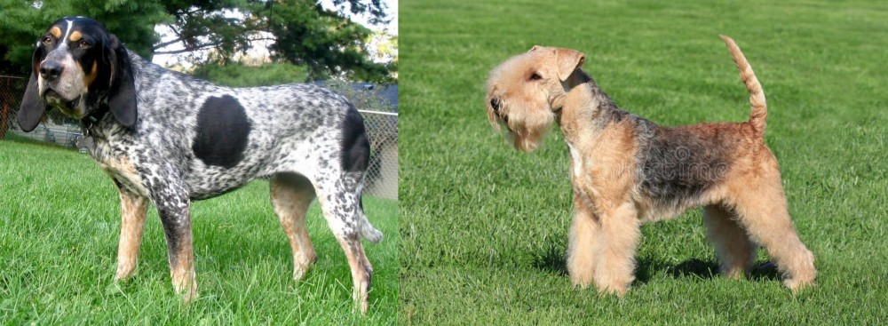 Lakeland Terrier vs Griffon Bleu de Gascogne - Breed Comparison