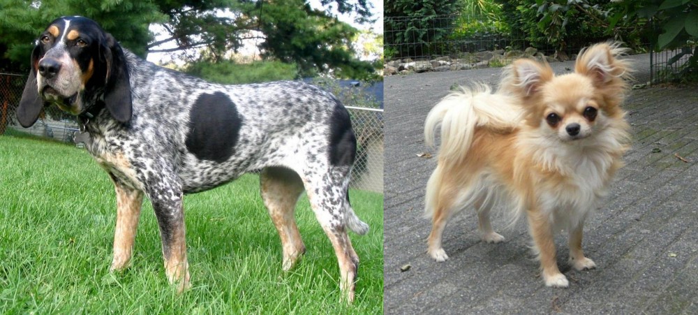 Long Haired Chihuahua vs Griffon Bleu de Gascogne - Breed Comparison