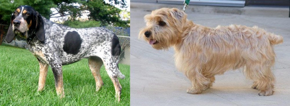 Lucas Terrier vs Griffon Bleu de Gascogne - Breed Comparison