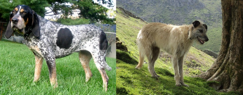Lurcher vs Griffon Bleu de Gascogne - Breed Comparison