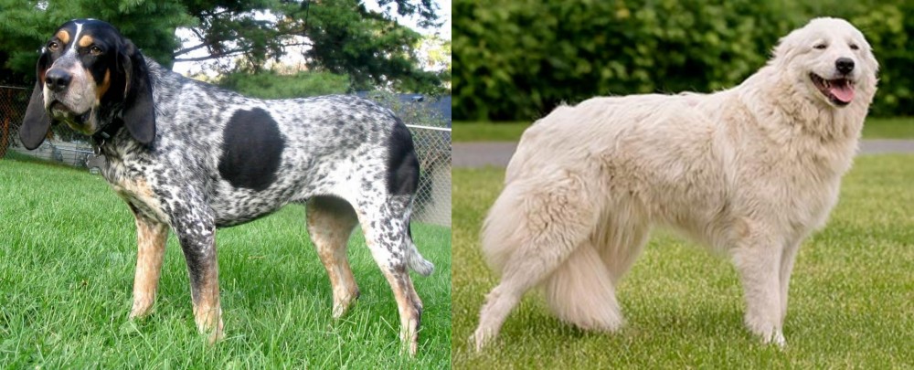 Maremma Sheepdog vs Griffon Bleu de Gascogne - Breed Comparison