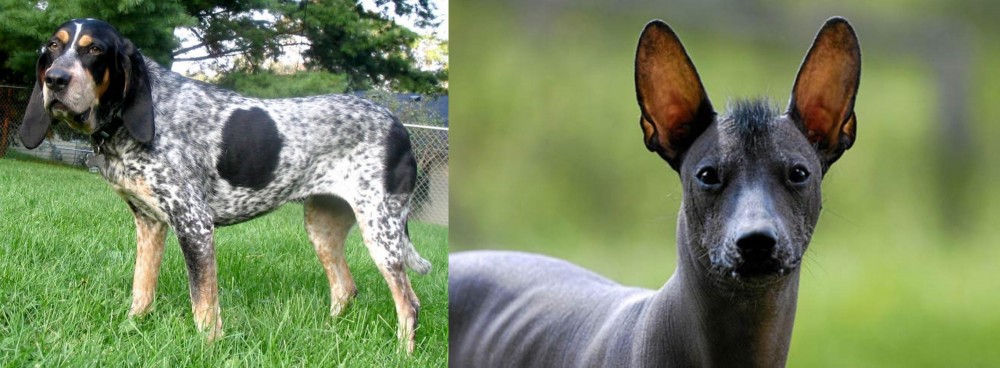 Mexican Hairless vs Griffon Bleu de Gascogne - Breed Comparison