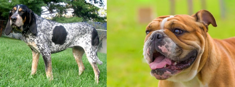 Miniature English Bulldog vs Griffon Bleu de Gascogne - Breed Comparison