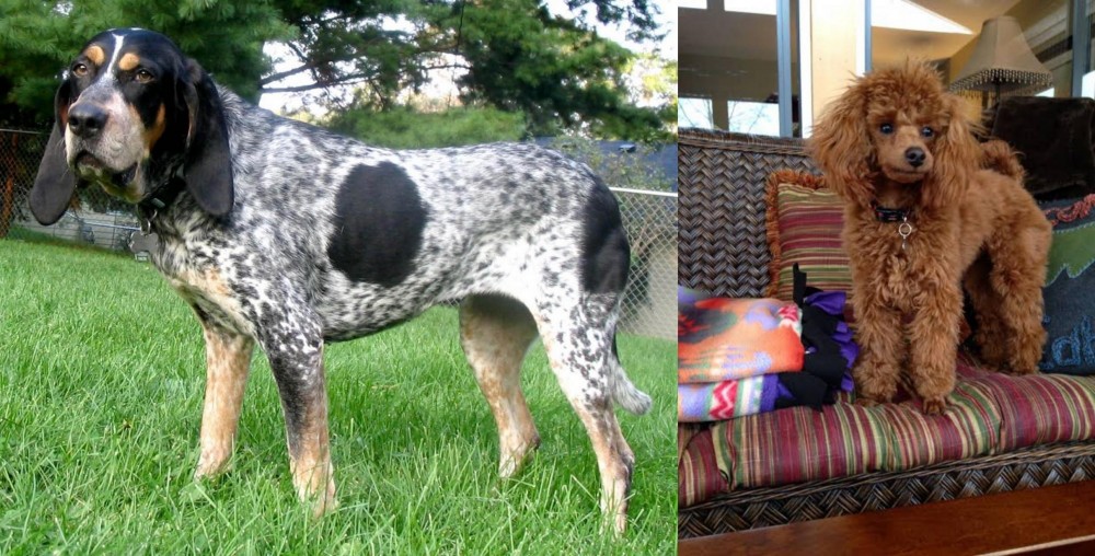 Miniature Poodle vs Griffon Bleu de Gascogne - Breed Comparison