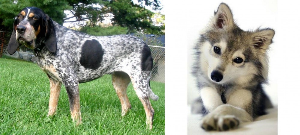 Miniature Siberian Husky vs Griffon Bleu de Gascogne - Breed Comparison