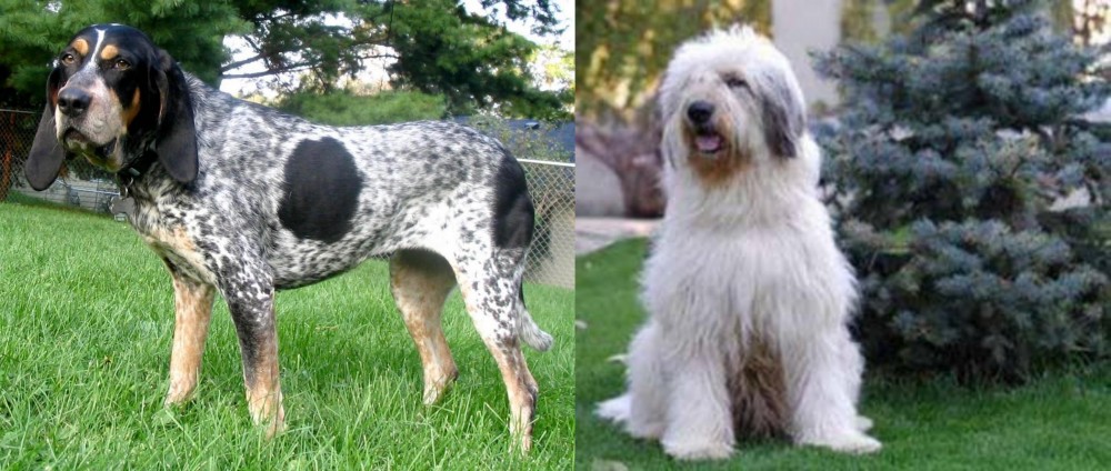 Mioritic Sheepdog vs Griffon Bleu de Gascogne - Breed Comparison