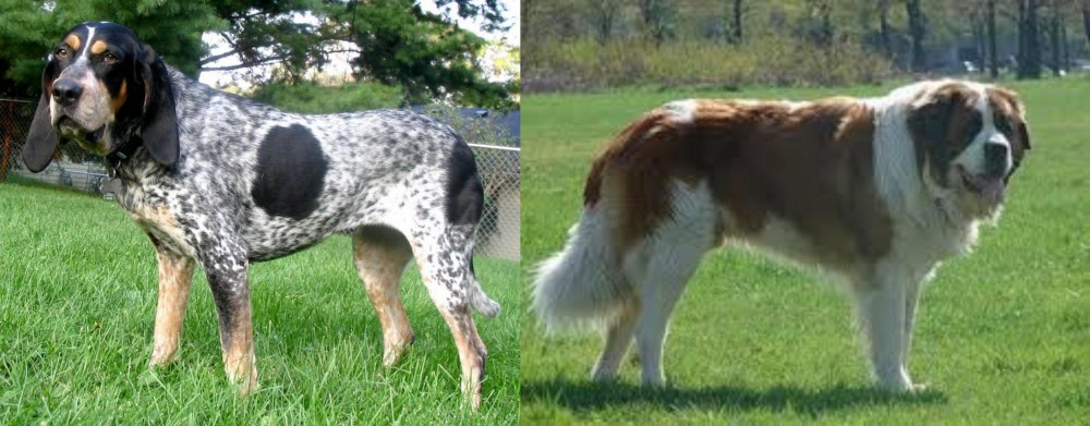 Moscow Watchdog vs Griffon Bleu de Gascogne - Breed Comparison