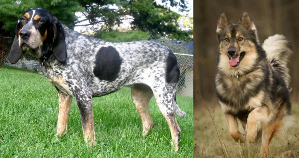Native American Indian Dog vs Griffon Bleu de Gascogne - Breed Comparison
