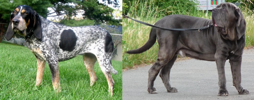 Neapolitan Mastiff vs Griffon Bleu de Gascogne - Breed Comparison