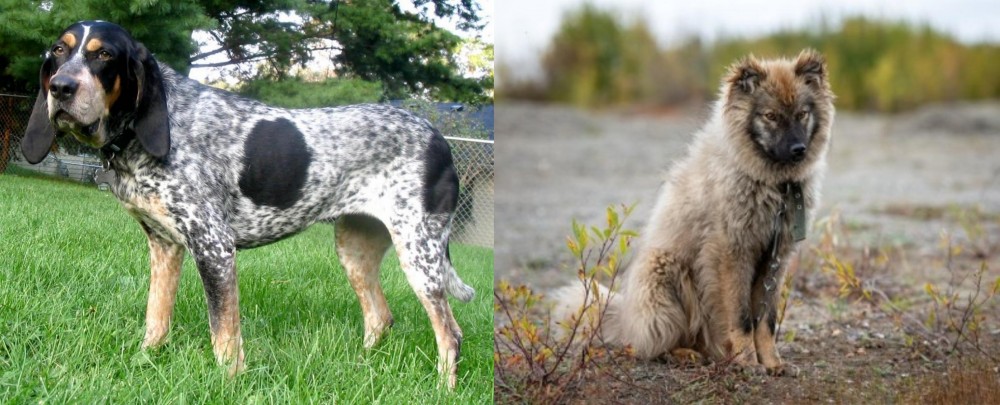Nenets Herding Laika vs Griffon Bleu de Gascogne - Breed Comparison