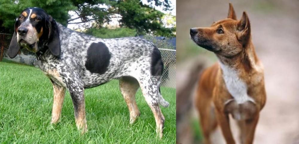 New Guinea Singing Dog vs Griffon Bleu de Gascogne - Breed Comparison