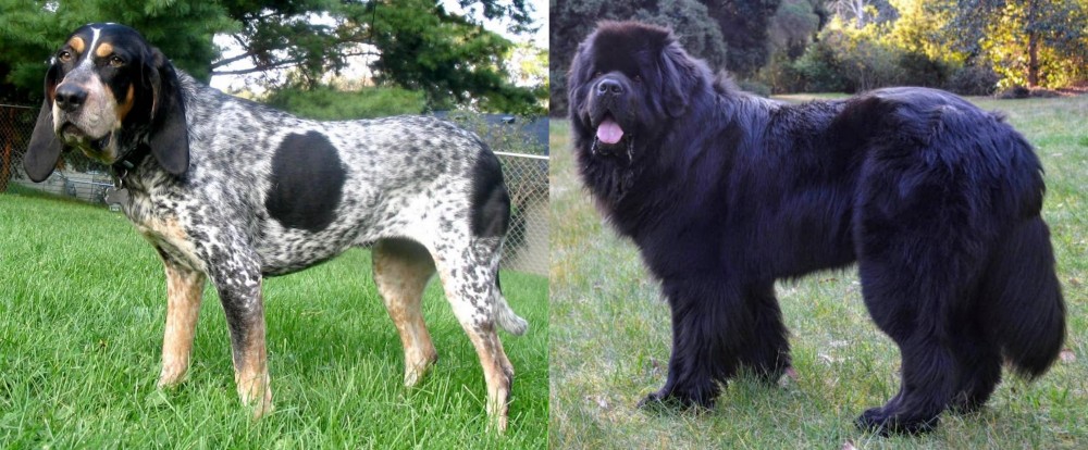 Newfoundland Dog vs Griffon Bleu de Gascogne - Breed Comparison