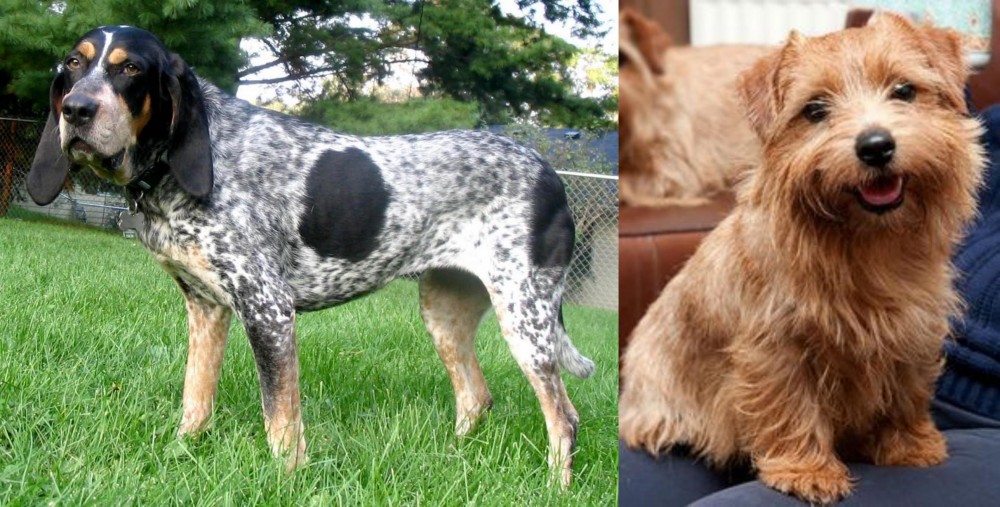 Norfolk Terrier vs Griffon Bleu de Gascogne - Breed Comparison