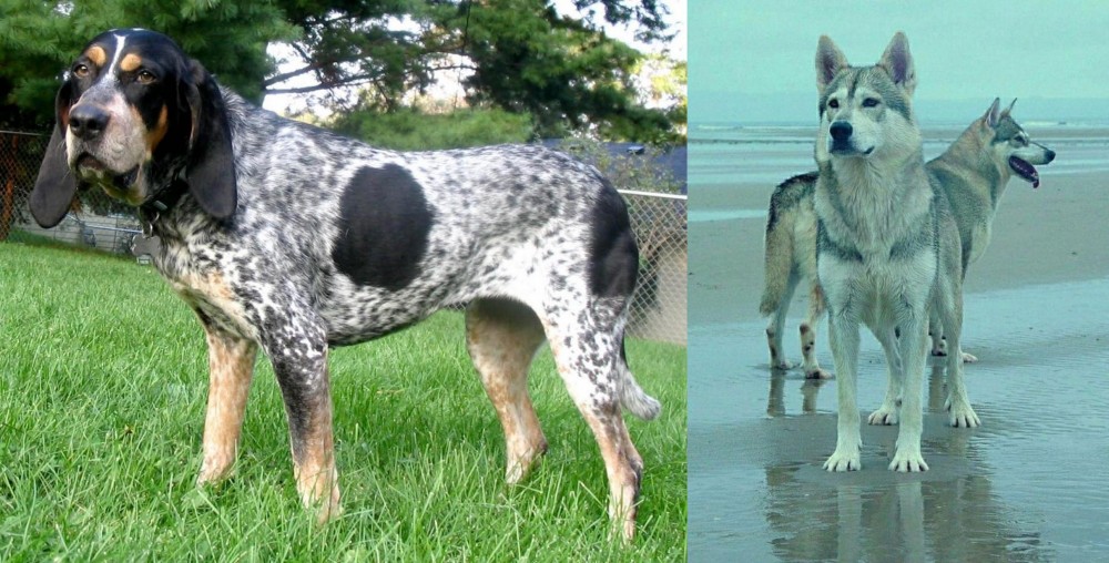 Northern Inuit Dog vs Griffon Bleu de Gascogne - Breed Comparison