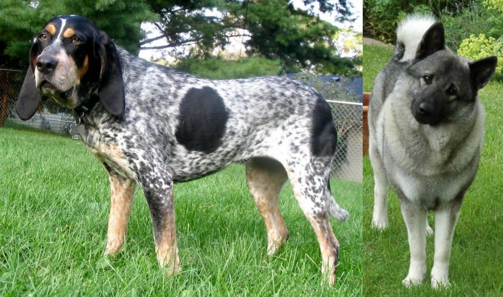 Norwegian Elkhound vs Griffon Bleu de Gascogne - Breed Comparison