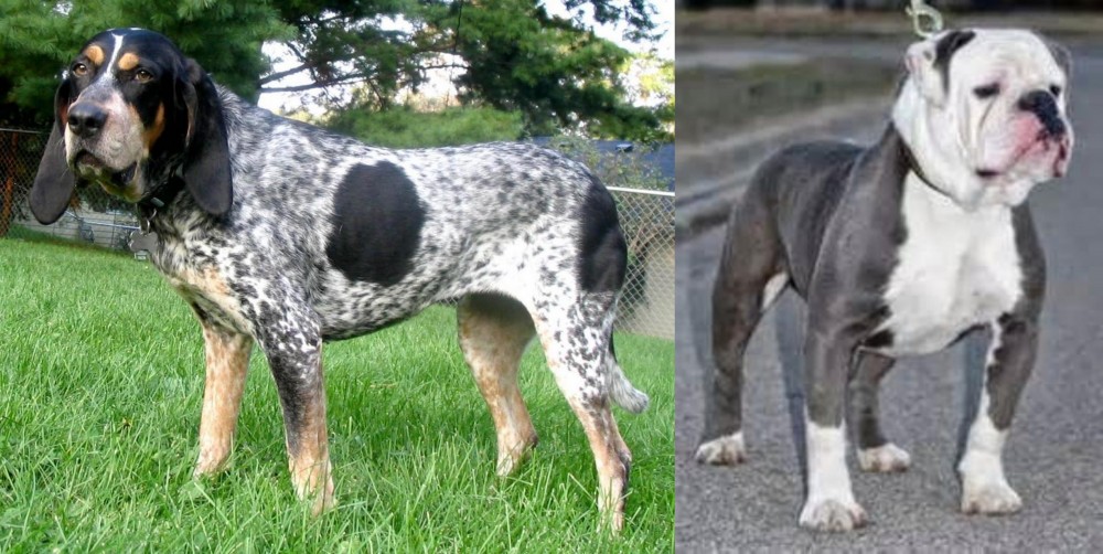 Old English Bulldog vs Griffon Bleu de Gascogne - Breed Comparison