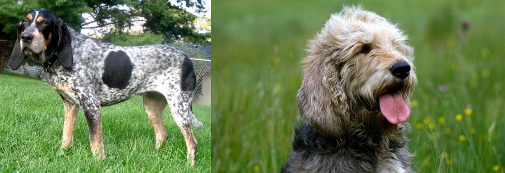 Otterhound vs Griffon Bleu de Gascogne - Breed Comparison
