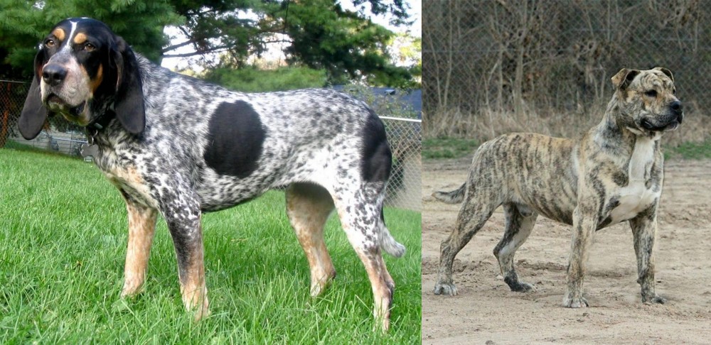 Perro de Presa Mallorquin vs Griffon Bleu de Gascogne - Breed Comparison