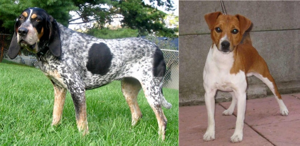 Plummer Terrier vs Griffon Bleu de Gascogne - Breed Comparison