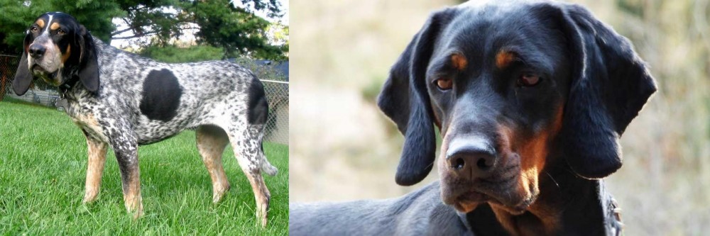 Polish Hunting Dog vs Griffon Bleu de Gascogne - Breed Comparison