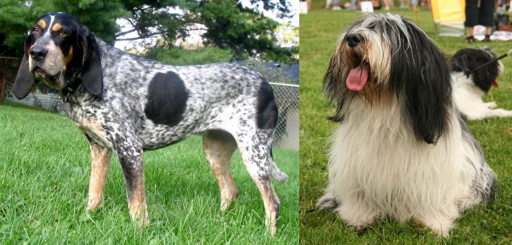Polish Lowland Sheepdog vs Griffon Bleu de Gascogne - Breed Comparison