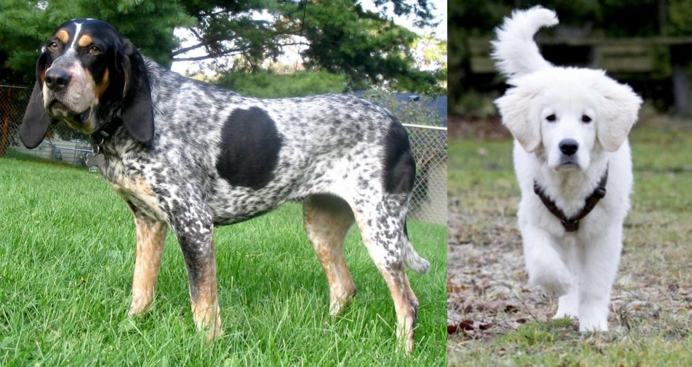 Polish Tatra Sheepdog vs Griffon Bleu de Gascogne - Breed Comparison