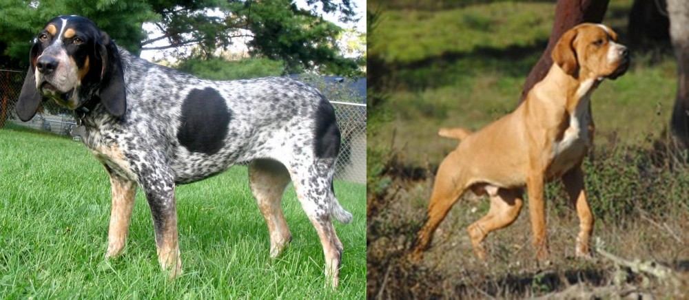 Portuguese Pointer vs Griffon Bleu de Gascogne - Breed Comparison