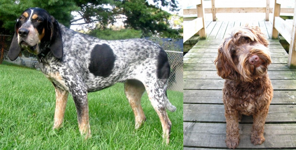 Portuguese Water Dog vs Griffon Bleu de Gascogne - Breed Comparison
