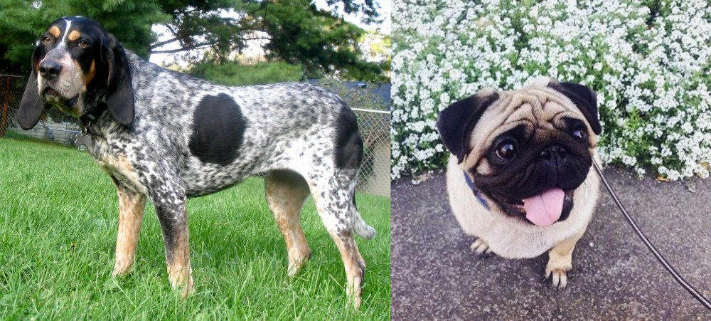 Pug vs Griffon Bleu de Gascogne - Breed Comparison