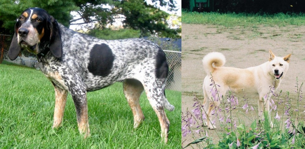 Pungsan Dog vs Griffon Bleu de Gascogne - Breed Comparison