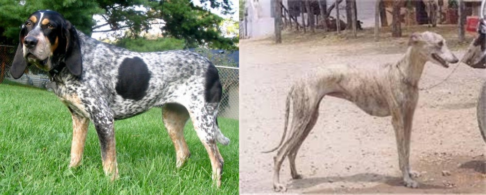 Rampur Greyhound vs Griffon Bleu de Gascogne - Breed Comparison