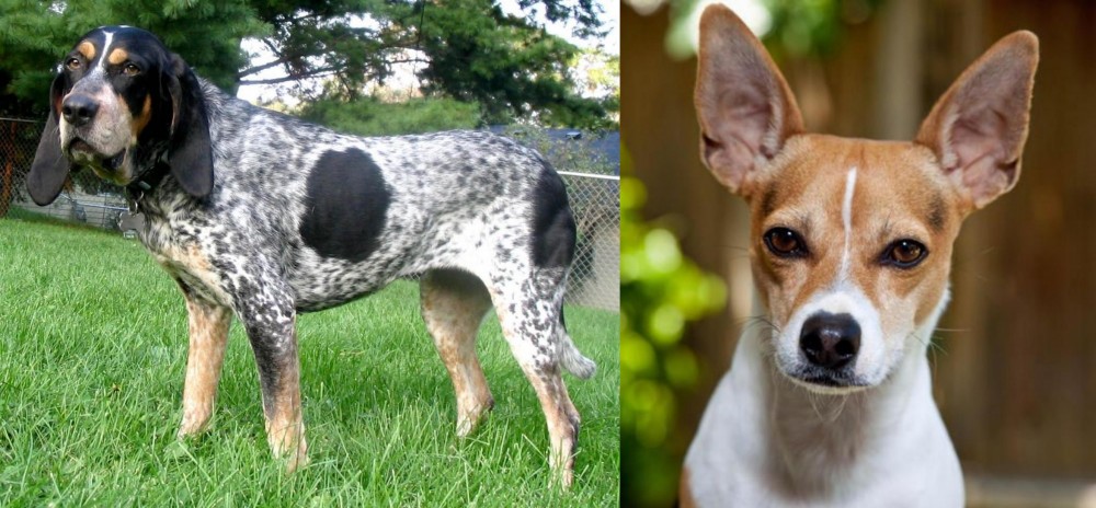 Rat Terrier vs Griffon Bleu de Gascogne - Breed Comparison