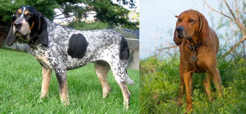 Redbone Coonhound vs Griffon Bleu de Gascogne - Breed Comparison