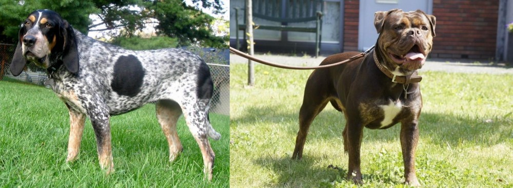 Renascence Bulldogge vs Griffon Bleu de Gascogne - Breed Comparison